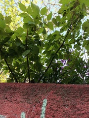 Acer negundo