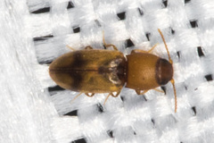 Paradonus inops
