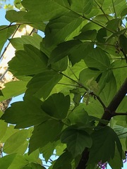 Acer negundo