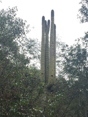Cephalocereus polylophus