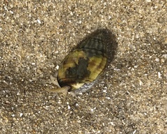 Nassarius pauperatus