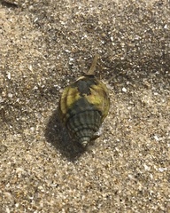 Nassarius pauperatus