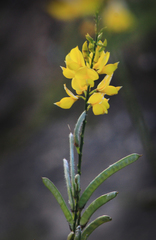 Spartium junceum