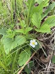 Fragaria vesca americana