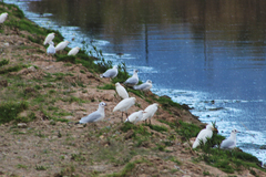 Chroicocephalus serranus