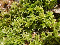 Sphagnum mendocinum