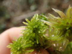 Sphagnum mendocinum