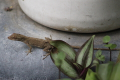 Anolis wellbornae