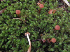 Laccaria paraphysata