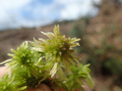 Sphagnum mendocinum