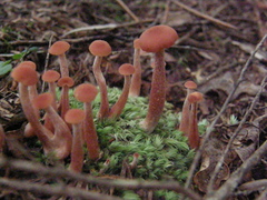 Laccaria paraphysata