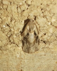 Archips grisea