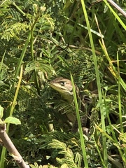 Stenocercus guentheri
