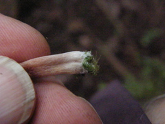 Laccaria paraphysata