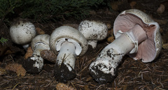 Agaricus moelleri