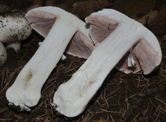 Agaricus moelleri