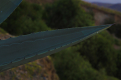 Agave