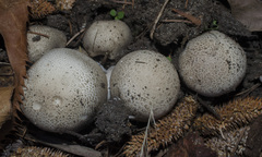 Agaricus moelleri