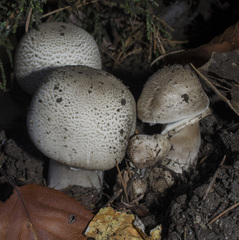Agaricus moelleri
