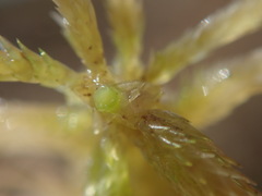 Sphagnum mendocinum