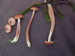 Laccaria paraphysata