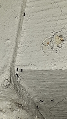 Technomyrmex difficilis