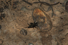 Gryllus