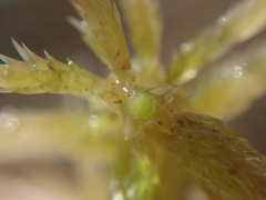 Sphagnum mendocinum