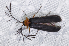 Pterotus obscuripennis