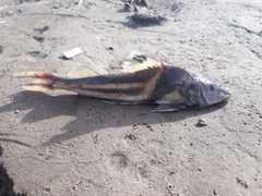 Pimelodus ornatus