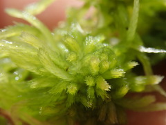 Sphagnum mendocinum