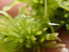 Sphagnum mendocinum