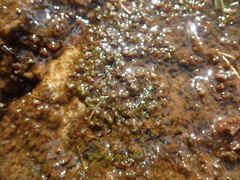 Scapania undulata