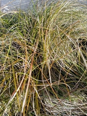 Carex secta