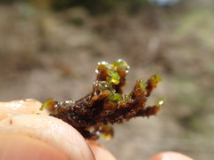 Scapania undulata