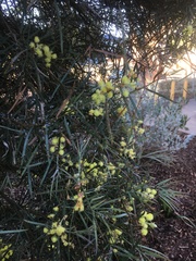 Acacia leprosa