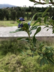 Monnina phillyreoides