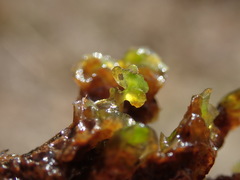 Scapania undulata