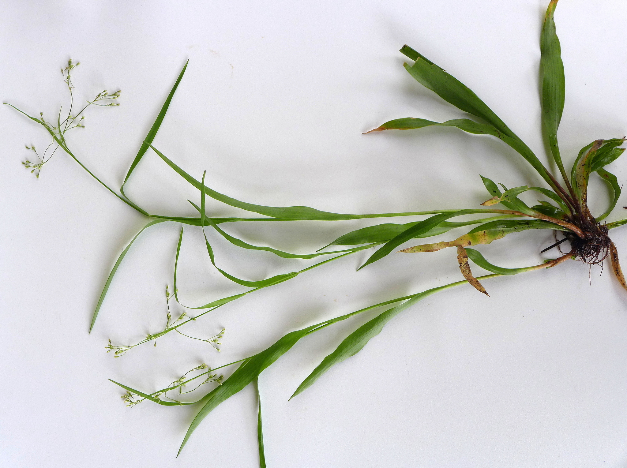 Luzula parviflora ssp. fastigiata