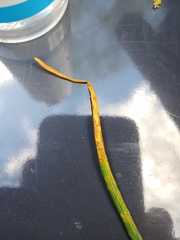 Puccinia liliacearum