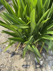 Hymenocallis speciosa