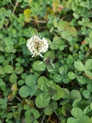 Trifolium repens