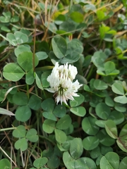 Trifolium repens