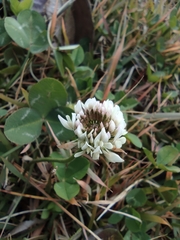 Trifolium repens