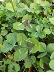 Trifolium repens