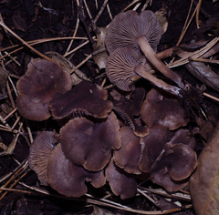 Gymnopus fuscopurpureus