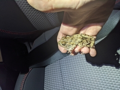 Lithobates areolatus