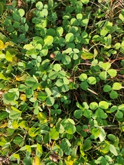 Trifolium repens