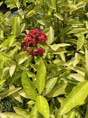 Ixora casei