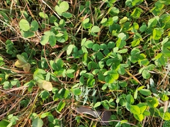 Trifolium repens